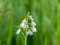 Tautropfen bedecken Glöckchenblume auf Wiese